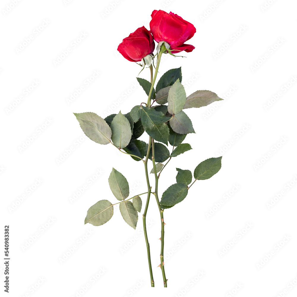 Obraz premium Rose flower stems isolated on transparent background