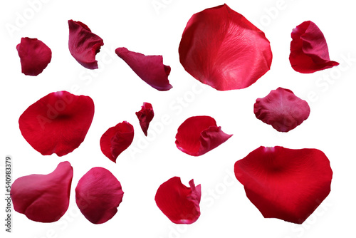 red rose petals