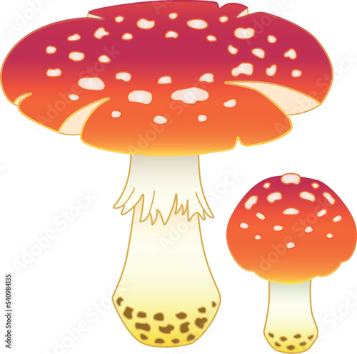 Amanitas, bright, spotted poisonous mushrooms - vector full color picture. Fly agaric - poisonous spotted, red mushrooms