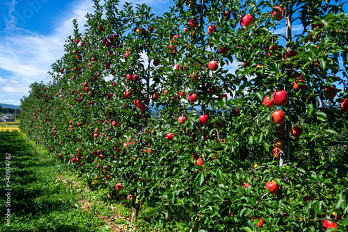 Delicious red apples from Japanese orchards that are about to be harvested. photo