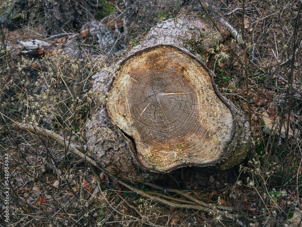 Wald Herbst Laub