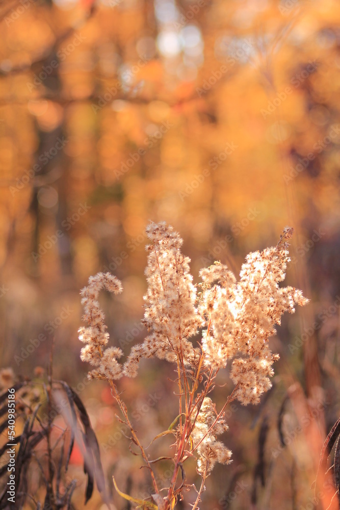 Fototapeta premium Colorful Autumn Afternoon in October