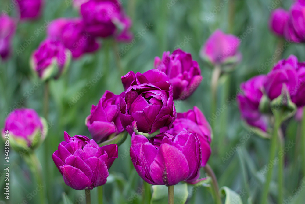 Fototapeta premium Beautiful tulips in a flower bed close-up