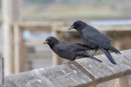 Two American crows perched on a railing at the Nisqually National Wildlife Refuge.