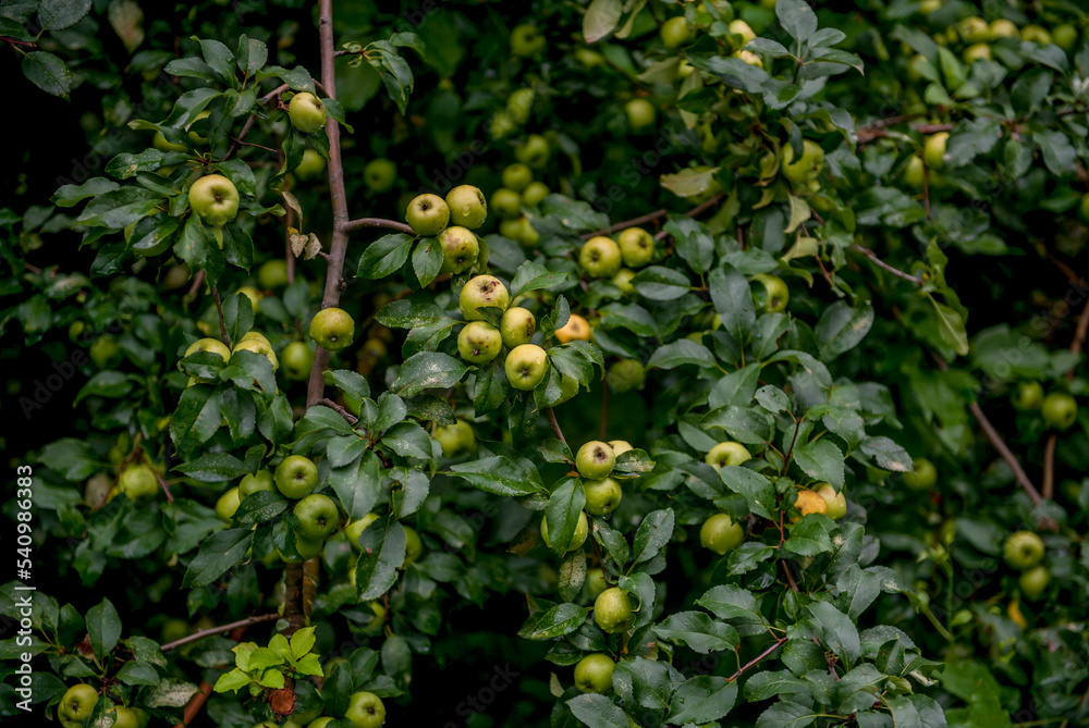 Many beautiful green apples on a tree branch after rain
