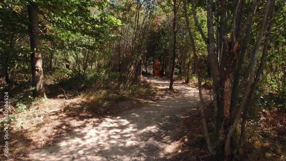 Woman and boy are walking in the forest in shadows of trees Woman and boy are walking in the forest in shadows of trees