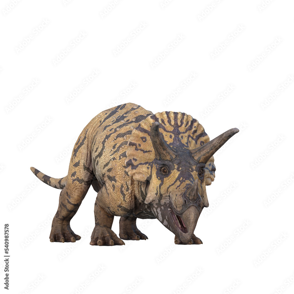Fototapeta premium Triceratops dinosaur from view with mouth open. 3D illustration isolated on transparent background.