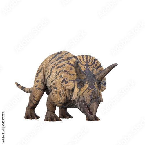 Triceratops dinosaur from view with mouth open. 3D illustration isolated on transparent background.