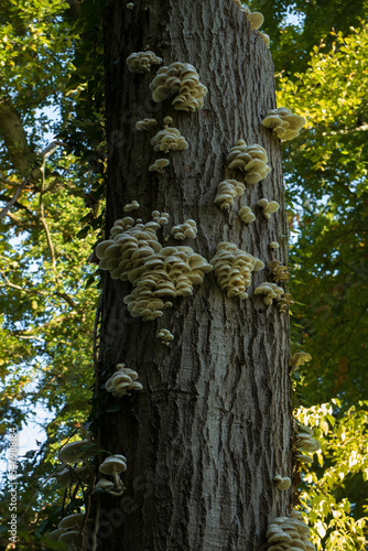 Champignons sur un tronc d'arbre dans la forêt