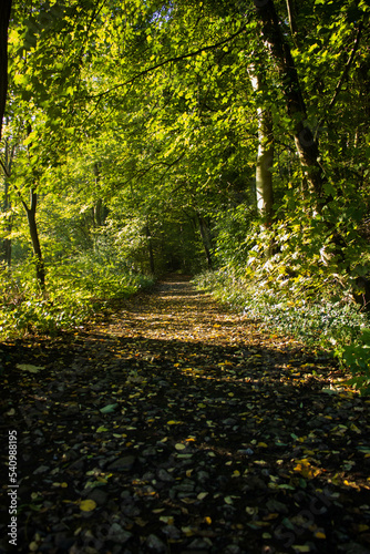 Petit sentier dans les bois un matin d'automne