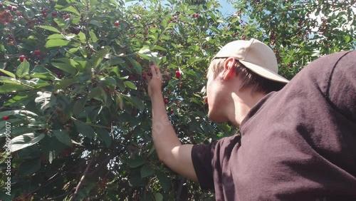 A happy man is picking berries slow motion sunny day