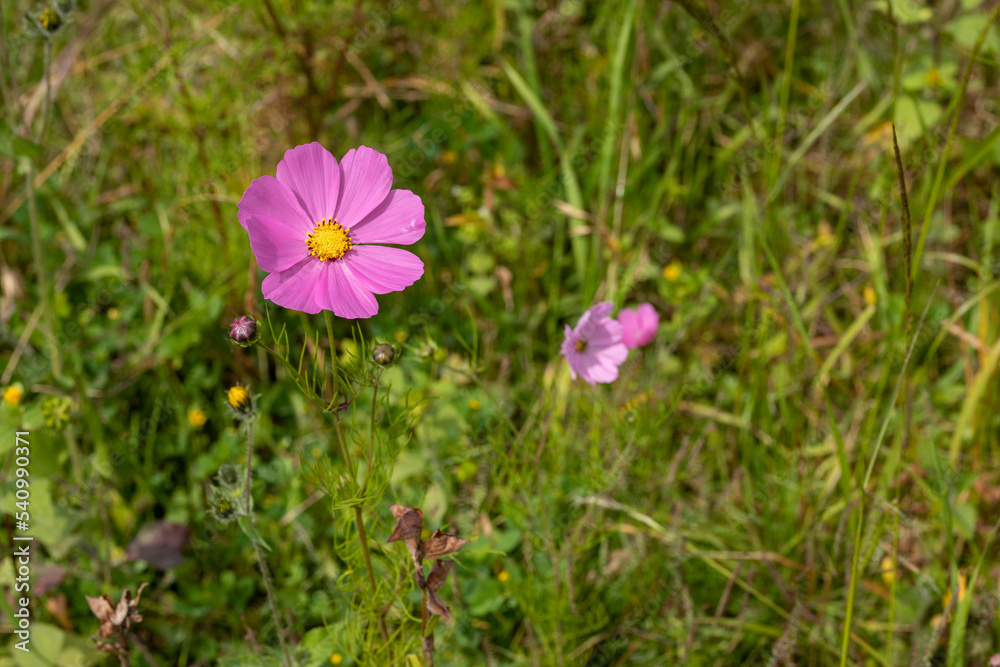A pink Mirasol flower or cosmos bipinnatus in the field A pink Mirasol flower or cosmos bipinnatus in the field