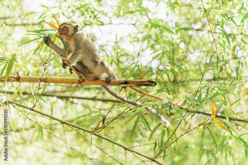 young monkey hanging on bamboo branches found in Malaysia © CSJ STUDIO