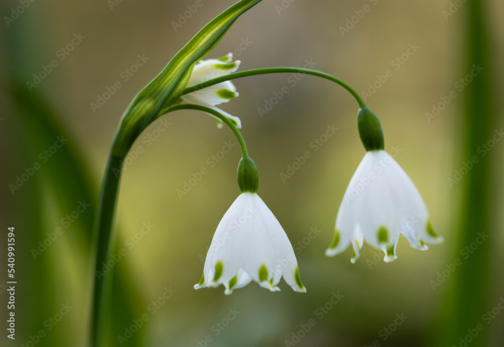 snowdrop flowers in spring snowdrop flowers in spring