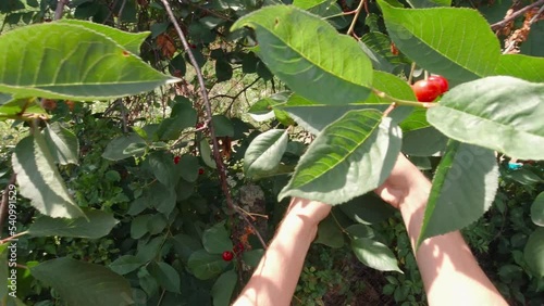 Hands pick red berries slow motion point of view