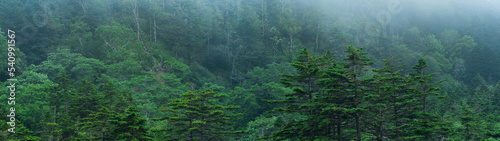 foggy mountain forest on the slope of the volcano on the island of Kunashir