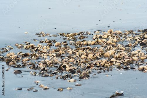 pile of empty shells of surf clams on the seashore left from fishing