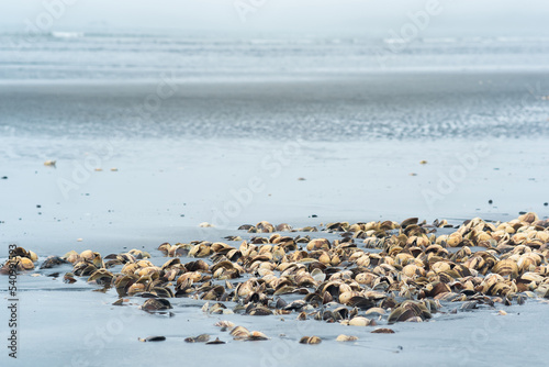 pile of empty shells of surf clams on the seashore left from fishing © Evgeny