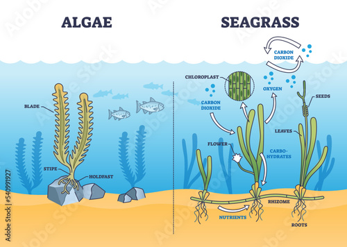 Algae and seagrass biological structure and dioxide exchange process outline diagram. Labeled educational scheme with aquatic plant botanical chloroplast and carbohydrates function vector illustration photo
