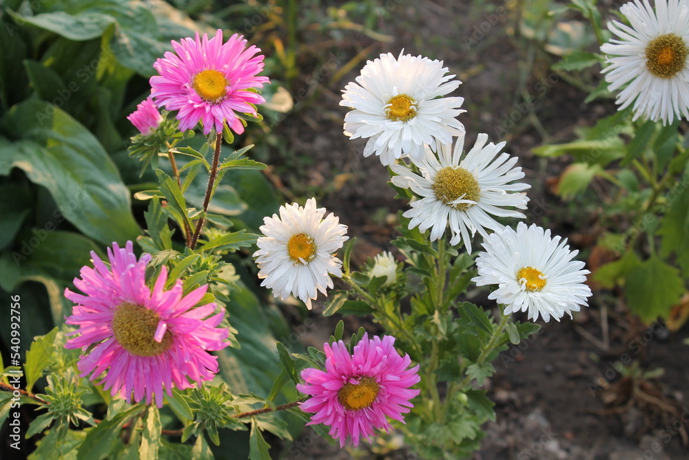asters pink flowers, asters pink, autumn flowers, asters close-up, Beautiful pink purple aster flowers in garden meadow. A macro shot of a group of bellis blooms. Botanical Garden asters pink flowers, asters pink, autumn flowers, asters close-up, Beautiful pink purple aster flowers in garden meadow. A macro shot of a group of bellis blooms. Botanical Garden