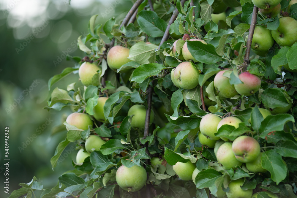 apple and pear branches with ripe fruits and leaves, sunny day