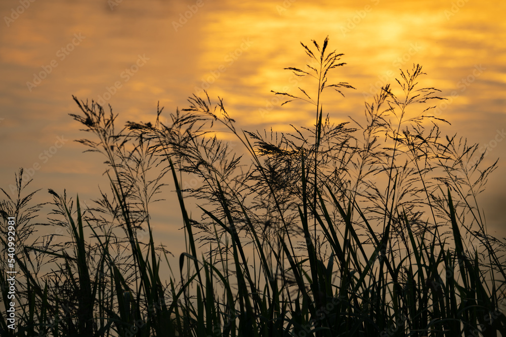 various field grasses and flowers on the background of the setting sun various field grasses and flowers on the background of the setting sun