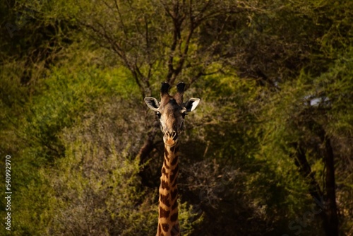 Portrait of a giraffe