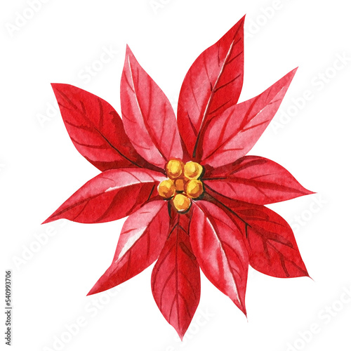 Red poinsettia flower on isolated white background  watercolor illustration.