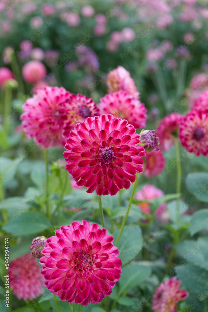 Pink pompon Dahlias in garden Pink pompon Dahlias in garden