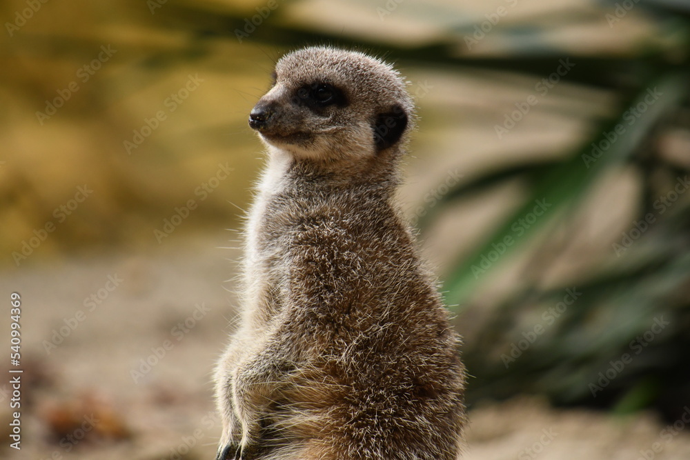 Obraz premium Suricate debout
