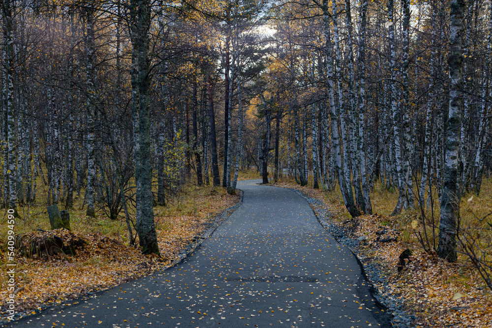 Wet asphalt road leading through autumn forest in vibrant colors on a rainy day. Moist paved road in the embrace of lush forest trees in amazing shades of fall season. Beautiful woods in fall shades.