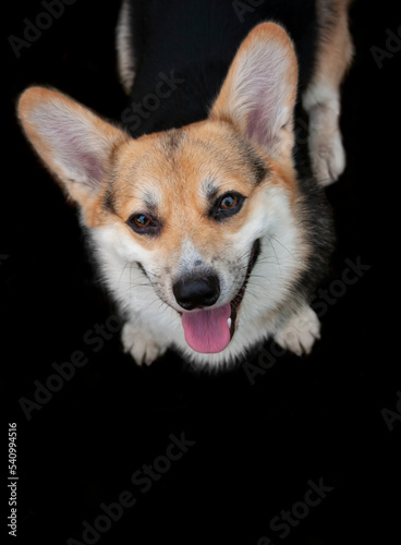 Dog portrait welsh corgi pembroke