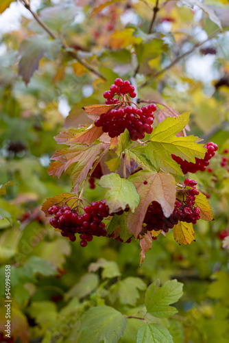 Background from beautiful red fruits of viburnum vulgaris. Red viburnum berries on a branch in the garden. Guelder rose viburnum opulus berries and leaves in the summer outdoors