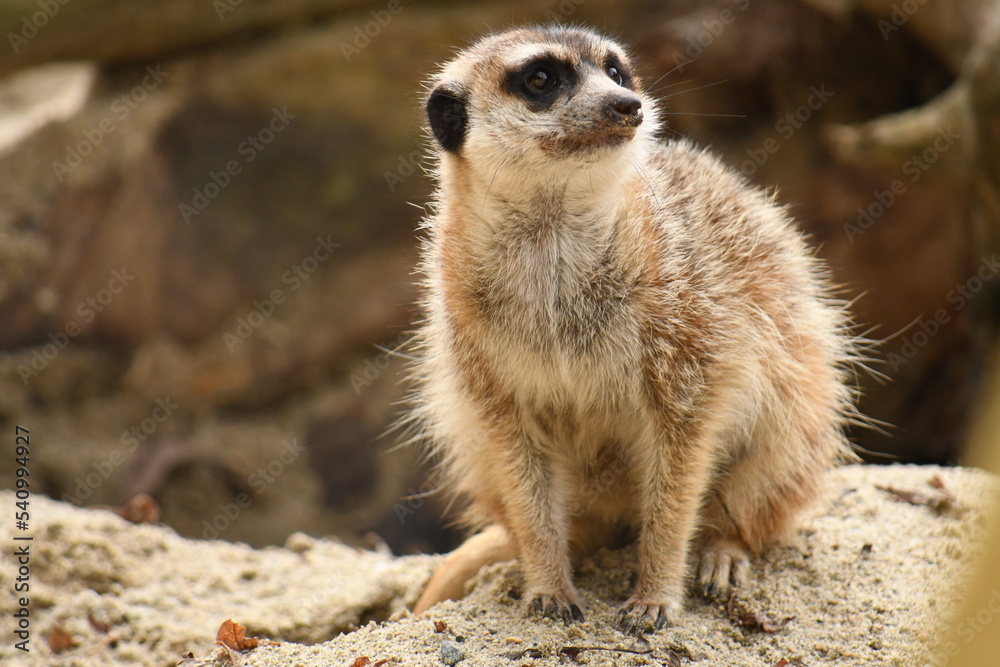 Suricate en gros plan Suricate en gros plan