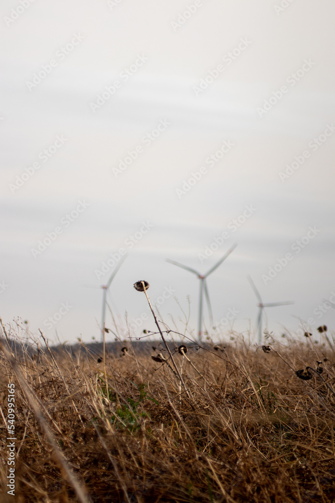Dead sunflowers near wind turbines Dead sunflowers near wind turbines
