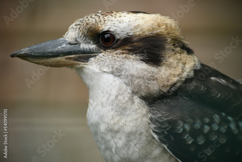 Kookaburra ou martin-chasseur géant photo