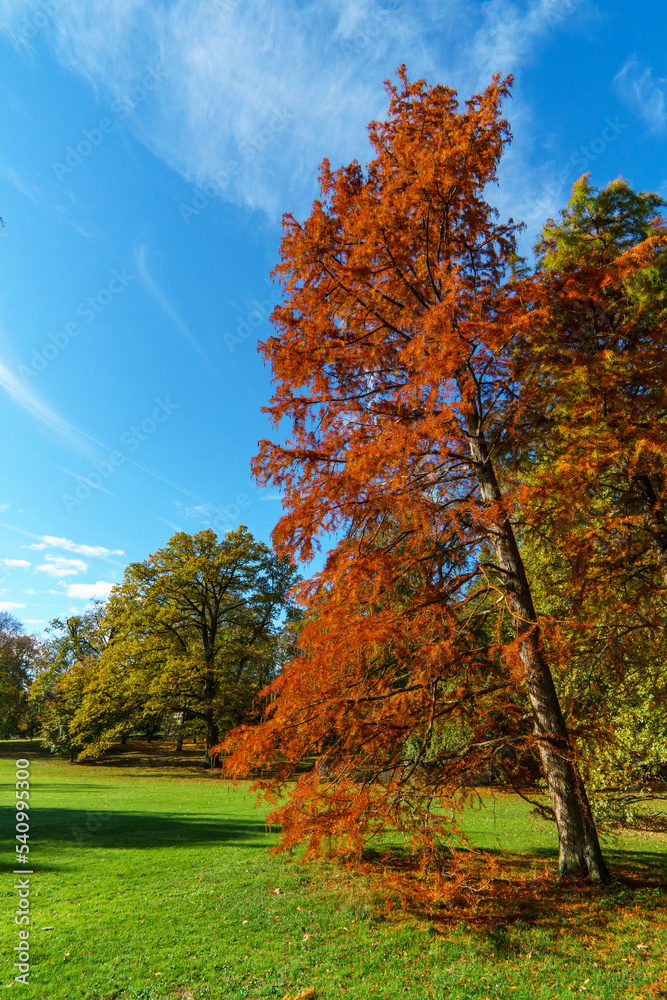 Sumpfzypresse in intensiv rot-braunen Herbstfarben