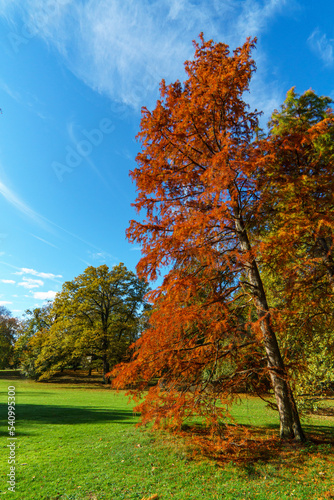 Sumpfzypresse in intensiv rot-braunen Herbstfarben photo