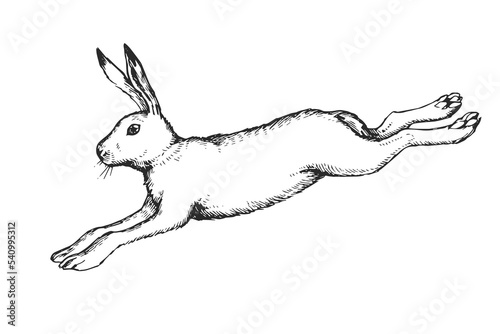 Vector hand drawn illustration of jumping hare in engraving style. Sketch of running forest animal isolated on white. photo