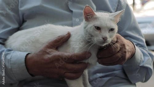 white cat sitting on old's man lap and petting her