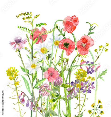 beautiful meadow flowers. watercolor painting. png