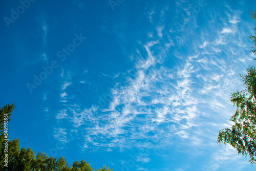 Blue sky with high cirrus clouds surrounded by trees. Sharp white clouds of irregular, ragged shape.