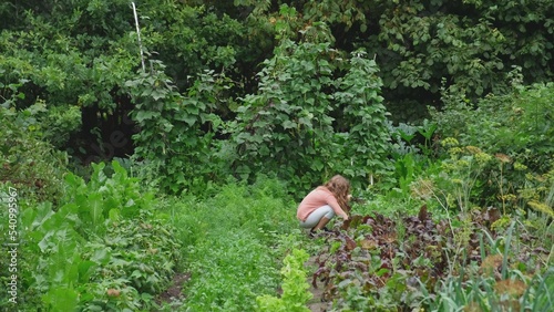 Young Caucasian Girl Pulling Ripe Carrot and Parsley Straight From The Ground in Vegetables Garden