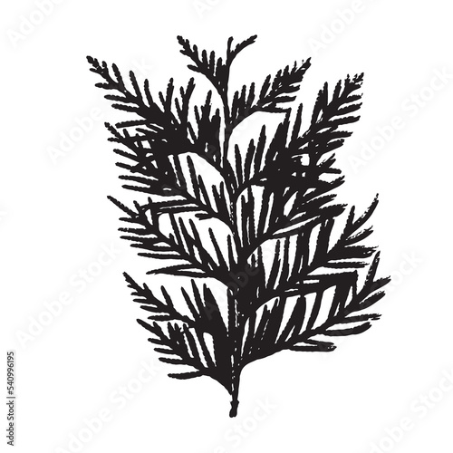 Fototapeta Naklejka Na Ścianę i Meble -  The black imprint of a natural thuja branch on a white background. Christmas tree silhouette. Vintage element suitable for invitations, cards, frames and patterns.