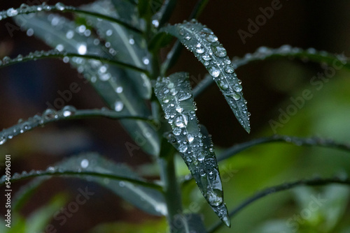 Rain Covered Leaves