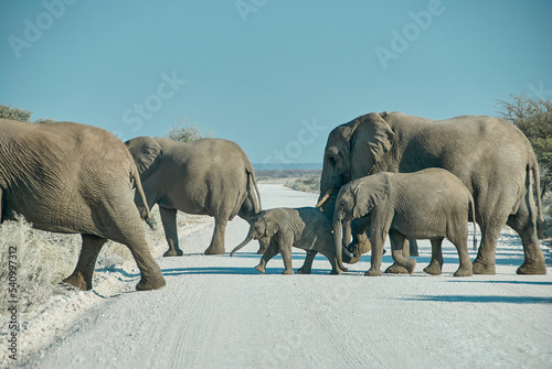 African Elephant  Loxodonta africana  Etosha National Park