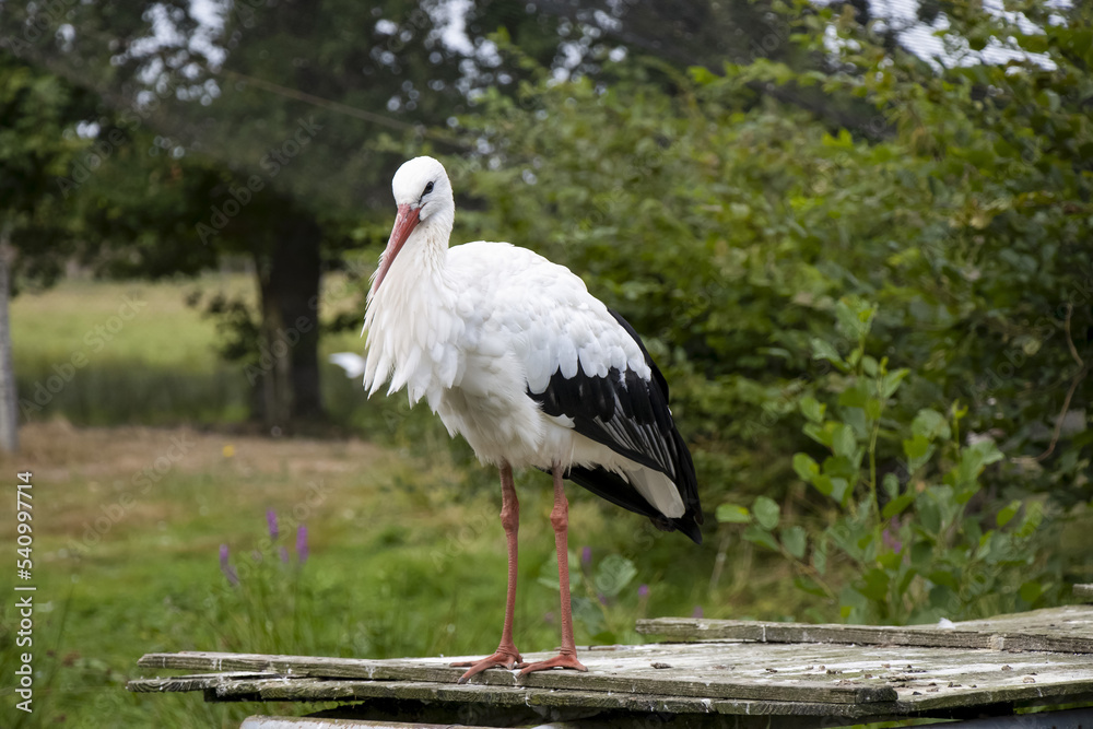 Fototapeta premium cigogne