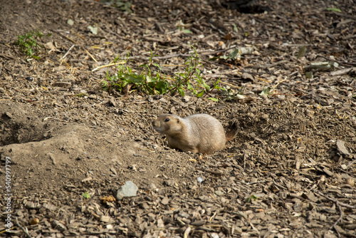 chien de prairie