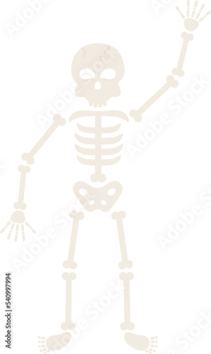 This is a skeleton