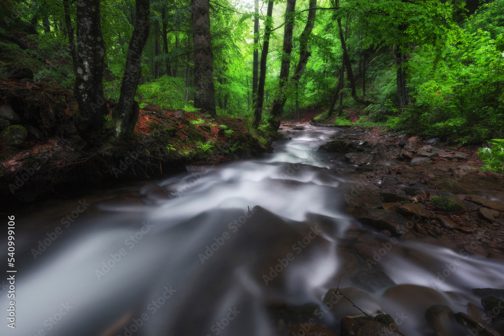 Scenic view of stream flowing by trees in Great Smoky Mountains National Park Scenic view of stream flowing by trees in Great Smoky Mountains National Park